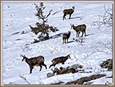 CHAMOIS